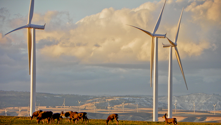 Three wind turbines reach into the sky, with a line of distant turbines in the background, and a herd of wild elk grazing in the foreground